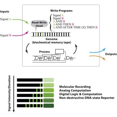 Esquema da biocomputação feita nas células vivas.